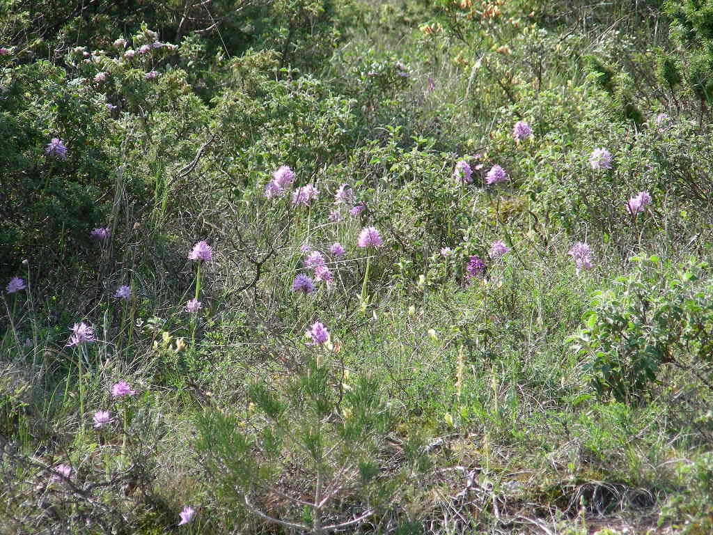 Orchis militaris o italica !!!!